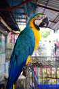 The blue-and-yellow macaw, is a large South American parrot (Ara ararauna)