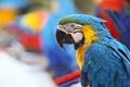 Blue and Yellow Macaw in Narrow Focus