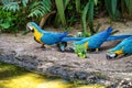 The Blue-and-yellow Macaw in Parque das aves Foz do Iguacu Brazil. Ara ararauna is a large South American parrot Royalty Free Stock Photo