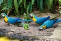 The Blue-and-yellow Macaw in Parque das aves Foz do Iguacu Brazil. Ara ararauna is a large South American parrot Royalty Free Stock Photo