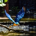 The Blue-and-yellow Macaw in Parque das aves Foz do Iguacu Brazil. Ara ararauna is a large South American parrot Royalty Free Stock Photo