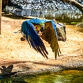 The Blue-and-yellow Macaw in Parque das aves Foz do Iguacu Brazil. Ara ararauna is a large South American parrot Royalty Free Stock Photo