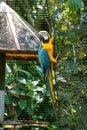 The Blue-and-yellow Macaw in Parque das aves Foz do Iguacu Brazil. Ara ararauna is a large South American parrot Royalty Free Stock Photo