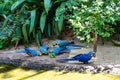 The Blue-and-yellow Macaw in Parque das aves Foz do Iguacu Brazil. Ara ararauna is a large South American parrot Royalty Free Stock Photo