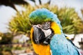 Blue and yellow Macaw parrot Ara ararauna in Lanzarote, Canary Islands, Spain. Royalty Free Stock Photo