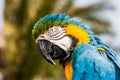 Blue and yellow Macaw parrot Ara ararauna in Lanzarote, Canary Islands, Spain. Royalty Free Stock Photo