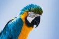 Blue and yellow Macaw parrot Ara ararauna in Lanzarote, Canary Islands, Spain. Royalty Free Stock Photo