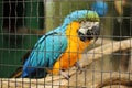Blue and Yellow Macaw Parrot in Captivity Royalty Free Stock Photo
