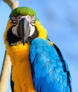 Blue and Yellow Macaw Parrot closeup portrait Royalty Free Stock Photo