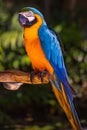 Blue yellow macaw parrot. Colorful cockatoo parrot sitting on wooden stick. Tropical bird park. Nature and environment concept. Royalty Free Stock Photo
