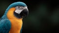 A blue and yellow macaw parrot is looking at the camera Royalty Free Stock Photo