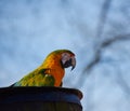 Blue and Yellow Macaw Parrot Royalty Free Stock Photo