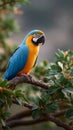 A blue and yellow macaw parrot is perched on a branch Royalty Free Stock Photo