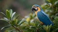 A blue and yellow macaw parrot is perched on a tree branch Royalty Free Stock Photo