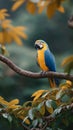 A blue and yellow macaw parrot is perched on a tree branch Royalty Free Stock Photo