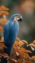 A blue and yellow macaw parrot is perched on a tree branch Royalty Free Stock Photo