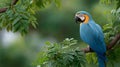 A blue and yellow macaw parrot is perched on a tree branch Royalty Free Stock Photo