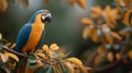 A blue and yellow macaw parrot is perched on a tree branch Royalty Free Stock Photo