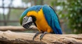 Blue and Yellow Macaw Parrot Perched on a Tree Branch Looking Down bird Royalty Free Stock Photo