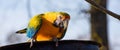 Blue and Yellow Macaw Parrot sits on a plate Royalty Free Stock Photo