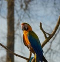 Blue and Yellow Macaw Parrot sitting on a brance Royalty Free Stock Photo