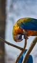Blue and Yellow Macaw Parrot sitting on a brance Royalty Free Stock Photo