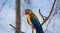 Blue and Yellow Macaw Parrot sitting on a brance Royalty Free Stock Photo