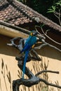 Blue-yellow Macaw parrot sitting on the branch in front of beige house Royalty Free Stock Photo