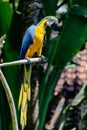 Blue-yellow Macaw parrot sitting on the branch in front of palm trees Royalty Free Stock Photo