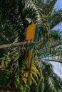Blue-yellow Macaw parrot sitting on the branch in front of palm trees Royalty Free Stock Photo