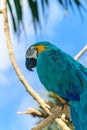 Blue-yellow Macaw parrot sitting on the branch in front of blue sky Royalty Free Stock Photo