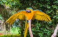 Blue and yellow macaw parrot spreading its wings open and showing off its feathers Royalty Free Stock Photo