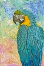 Blue and yellow macaw,photo art Royalty Free Stock Photo