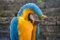 A blue and yellow macaw parrot closeup