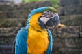 A blue and yellow macaw parrot closeup