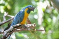 Blue yellow macaw parrot on tree branch