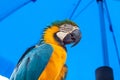 Blue-and-Yellow Macaw parrots