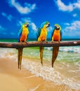 Blue-and-Yellow Macaw parrots on beach Royalty Free Stock Photo