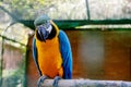 Blue-yellow Macaw parrots sits on a branch in a cage in a zoo Royalty Free Stock Photo