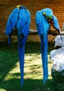 Blue-yellow Macaw parrots sits on a branch in a cage in a zoo Royalty Free Stock Photo