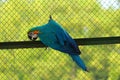 Blue and Yellow Macaw Pecking steel bar of cage at gazipur safari park in Dhaka, Bangladesh