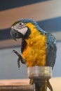 blue and yellow macaw playing Royalty Free Stock Photo