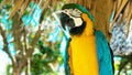 blue and yellow macaw // Portrait of colorful Scarlet Macaw parrot against jungle background Royalty Free Stock Photo