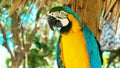 blue and yellow macaw // Portrait of colorful Scarlet Macaw parrot against jungle background Royalty Free Stock Photo