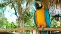 blue and yellow macaw // Portrait of colorful Scarlet Macaw parrot against jungle background Royalty Free Stock Photo