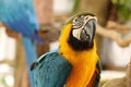 Blue and yellow Macaw portrait