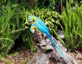 Macaw Or Psittacidae Species Royalty Free Stock Photo