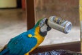 Blue-and-yellow macaw