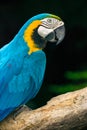 Blue and yellow Macaw