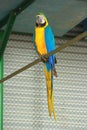 Blue and yellow macaw sitting on steel bar inside cage with it\'s long tail at Gazipur Safari Park in Dhaka, Bangladesh